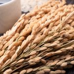 Ear of rice